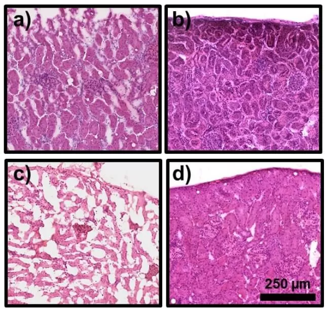 Figure 1. Effects of embedding on rat renal cortex tissue morphology